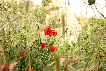 Wall Mural - Wiese, Mohn, Natur, Sommer.