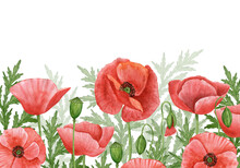 Poppy Flowers Meadow With Gradient On White Background. Postcard Design Template. Watercolor Botanical Illustration.