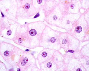 Poster - Human hepatocyte. Nucleolus