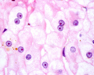 Poster - Binucleated hepatocyte. Nucleolus