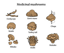 Set Of Hand Drawn Medicinal Mushrooms With Names. Chaga, Reishi, Shitaki,
Cordyceps, Turkey Tail And Lions Mane Mushroom Illustration. 