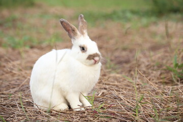 Wall Mural - Rabbit in green field and farm way. Lovely and lively bunny in nature with happiness. Hare in the forest. Young cute bunny playing in the garden with grass and small flower.