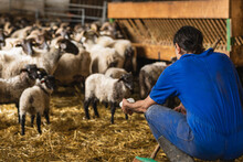 Unrecognizable Farmer With Milk Bottle Near Sheep