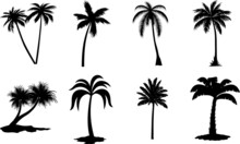 Palm Tree Illustrations Palm Tree SVG EPS PNG
