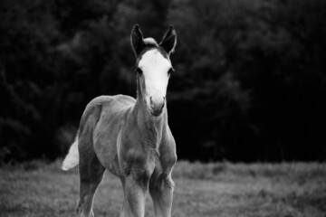 Wall Mural - Bald face colt foal horse portrait closeup in black and white.
