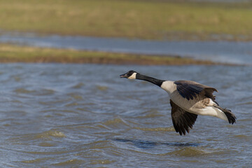 Canvas Print - Canada goose, Branta canadensis