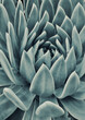 canvas print picture - close up of succulent plant