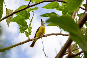 Wall Mural - Um pássaro amarelo empoleirado em um galho de uma amoreira. Pitangus sulphuratus.