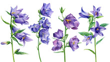 Bluebells Flowers Set. Watercolor Hand Drawn Painting Illustration Isolated On White Background.