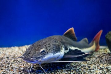 Wall Mural - fish catfish lurks at the bottom of the aquarium and waits for the victim