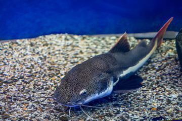 fish catfish lurks at the bottom of the aquarium and waits for the victim