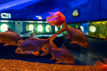 fish barbus bream swim in a transparent aquarium