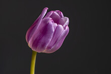 A  Lovely Side Close Up View Of A Single Purple Tulip  On A Black Background