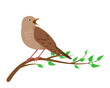 Singing Nightingale bird sitting on tree brunch isolated on white background. Nightingales icons flat or cartoon vector illustration.