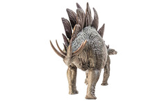 Stegosaurus Dinosaur On White Background