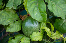 Green Passion Fruit Ripening On Plant On Tropical Plantation