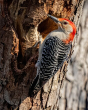 Red Bellied Woodpecker On A Tree Making A Home