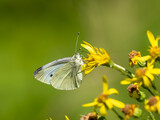 Fototapeta  - Female Small White Butterfly Feeding on Ragwort