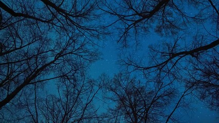 Wall Mural - Bare trees against the starry sky, view from below