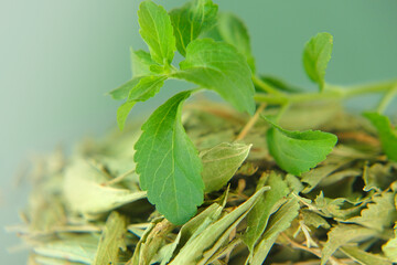 Wall Mural - Stevia fresh green twig and Dried stevia leaves in a round cup Organic natural sweetener.Stevia rebaudiana. Stevia rebaudiana.