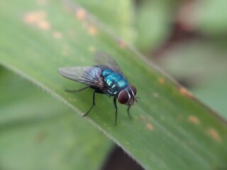 fly on leaf