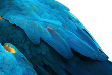 Close Up A Feathers Of Macaws