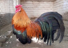 Bantam Chicken Or Rooster In A Cage. Domestic Poultry Farming.