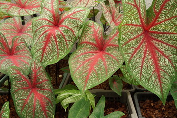 Poster - Caladium bicolor with pink leaf and green veins nature background