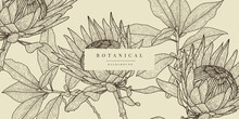 Botanical Sketch Background