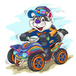 Cartoon Raccoon Racer. A colorful image of a cartoon Raccoon on a racing quad bike. Unique design, Childish illustration.
