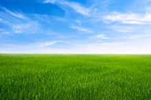 Green Grass Field With Blue Sky Ad White Cloud. Nature Landscape Background