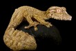 Henkel’s leaf-tailed gecko (Uroplatus henkeli)