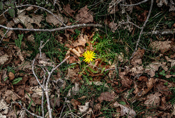 Poster - first yellow flower of next spring among the fallen branches and dry leaves of winter. First announcement of spring