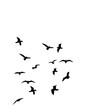 bird vector Silhouette Clipart