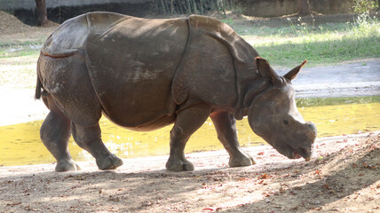 indian rhinoceros walks. with blurred background