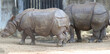two indian rhinoceros stands. with blurred background