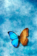 Composite Of Half Butterfly Blue And Half Brown