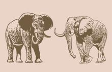 Graphical Vintage Set Of Elephants , Asian And African Animal. Vector Elephant 
