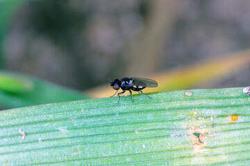 Poster - Oscinella frit is a European species of fly and member of the family Chloropidae. It is an agricultural pest causing damage to crops by boring into the young plants of oats, wheat, maize and barley.