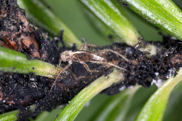 A larval bug exuvium on a fir stem.