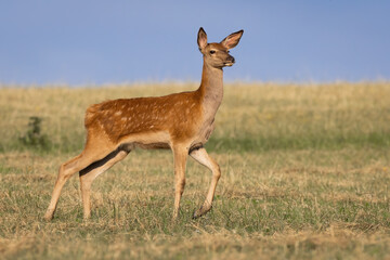 Wall Mural - cautious red deer, cervus elaphus, walking on meadow in summer nature. juvenile hind moving on dry g