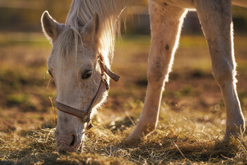 White Arabian horse eating hay from ground, closeup detail on head, backlight sun background