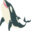 Black and White Orca or Killer Whale as Marine Mammal and Ocean Species