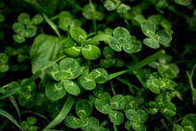 Green Clover Leaves Background With Some Parts In Focus. Four - Leaf Clover In The Middle Of The Usual Shamrock . Background Concept For St. Patrick's Day, Luck, Irish Culture. High Quality Photo