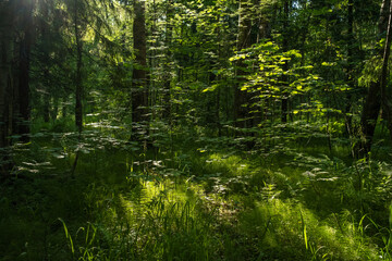 Wall Mural - Forest landscape with trees and sun