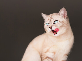 Scottish cute cat licking lips.