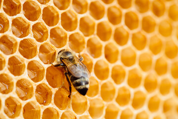 Macro photo of working bees on honeycombs. Beekeeping and honey production image