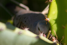Wild Dove, Zenaida Macroura Incubating Eggs In Its Nest Made On A Dragon Fruit Cactus