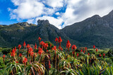 Fototapeta Paryż - Kirstenbosch Botanical Gardens, Cape Town, South Africa.  The bright red flowers of the aloe plants contrasted by the shady blue mountain behind. 