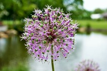 Purple Allium Lucy Ball Flowers Next To A Lake Selective Focus Close Up Detail